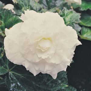 Begonia Nonstop White F1 Hybrid Seeds - Reduced due to short date