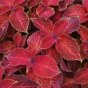 Coleus Wizard Velvet Red Seeds
