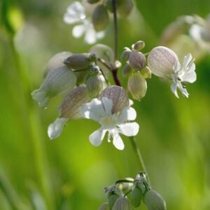 Wild Flower Bladder Campion Silene vulgaris Seeds