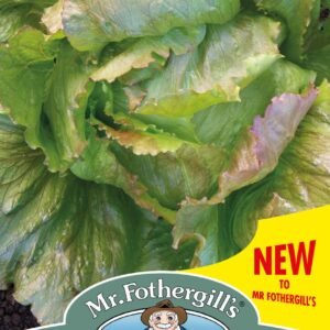 Mr Fothergills - Vegetable - Lettuce - Iceberg Red - 1000 Seeds