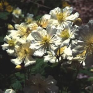 Clematis potaninii Seed - Milky white flowers