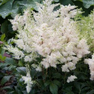 Astilbe Astary White Seeds
