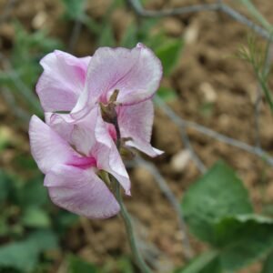 Sweet Pea Alan Roberts Seeds