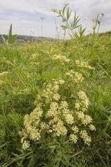 Wild Flower PepperSaxifrage Silaum silaus Seeds