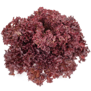 Lettuce Basalmine RZ (86-540) Untreated Seeds
