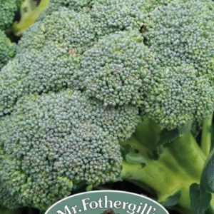 Mr Fothergills Broccoli (Autumn) Covina Seeds