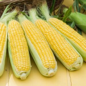 Sweetcorn Tyson F1 Hybrid Seeds