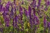 Wild Flower Tufted Vetch Vicia cracca Seeds