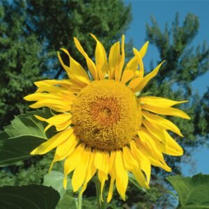 Sunflower - Pikes Peak  Seed- A True Giant