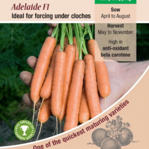 Kings Seeds Carrot Adelaide F1 - 500 Seeds