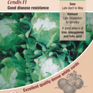 Kings Seeds Cauliflower Cendis F1 - 25 Seeds