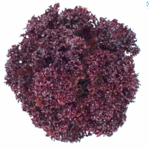 Lettuce Red Leaf Cencibel RZ Seeds