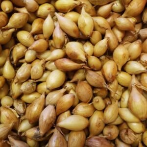 Onion Sets Centurion F1