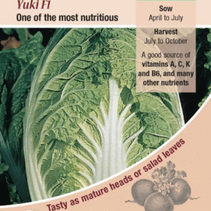 Kings Seeds Chinese Cabbage Yuki F1 - 150 Seeds
