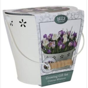 Bees Friends Crocus - Large Mix - Bulb Spring Flower Bucket Growing Kit