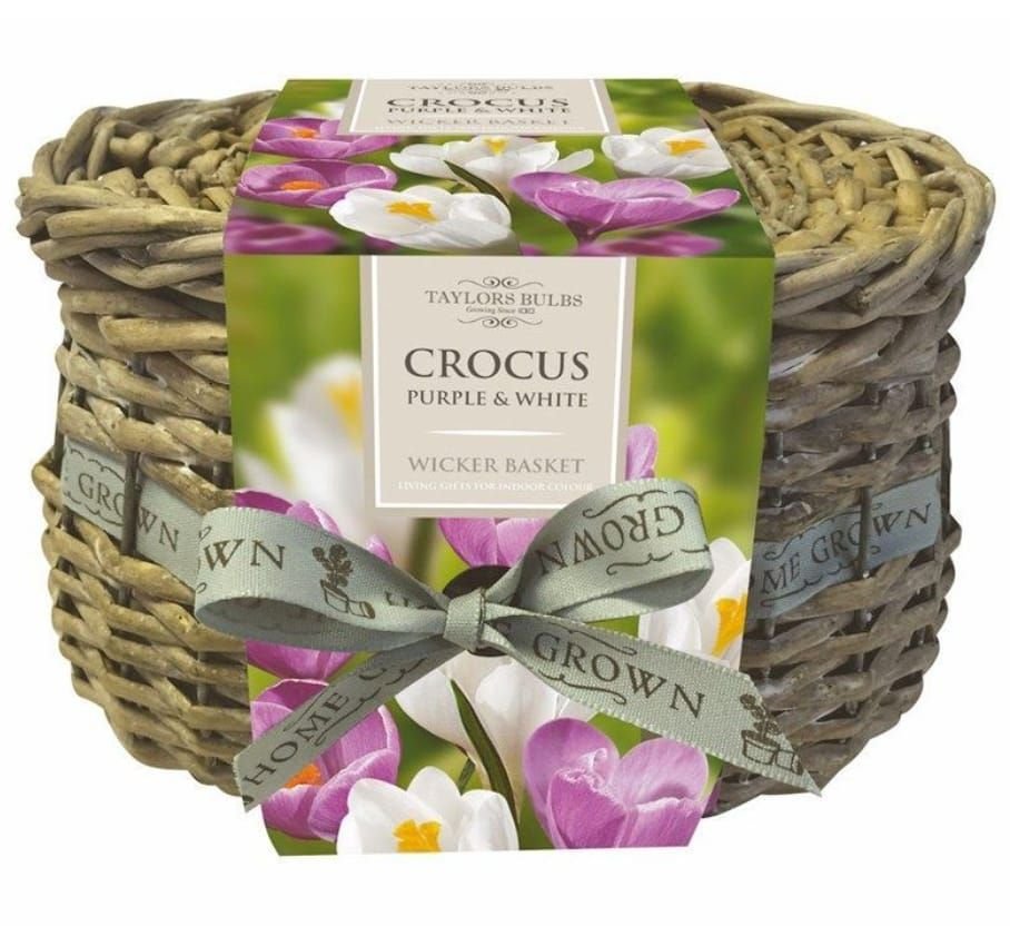crocus_comp.jpg