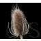 Wild Flower Napping (Fuller's) Teasel Dipsacus sativus Seeds