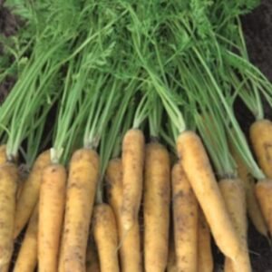 Carrot Yellow Moon Seed