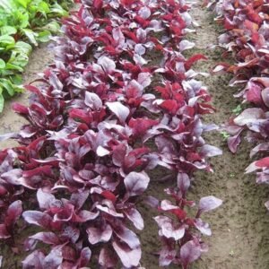 Beetroot Bulls Blood Scarletta Seeds