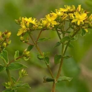 Wild Flower SquareStalked St John's Wort Hypericum tetrapterum Seeds