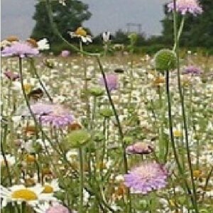Wild Flower Economy Meadow Mixture Bees and Butterflies Seeds