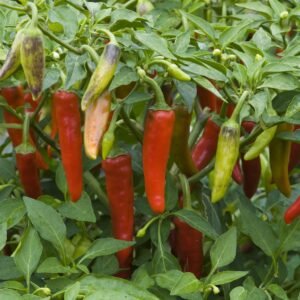 Chilli Pepper Hot Gusto Green F1 Hybrid Seeds