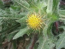 Wild Flower Blessed Thistle Centaurea benedictus Seeds
