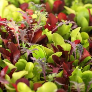 Salad Mesclun Lettuce Baby Leaf Mix Seeds