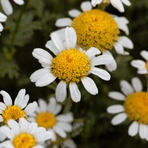 Anacyclus depressus Garden Gnome Seeds