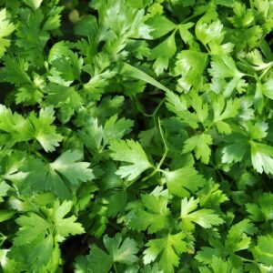 Parsley Plain Leaved Seeds