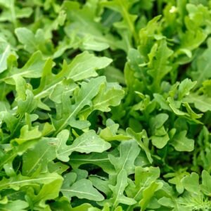 Kings Seeds Salad Leaf Rocket 1000 Seeds