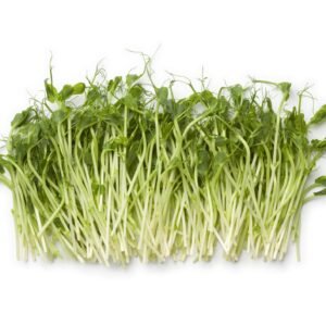 Salad Pea Shoots Sprouting Pea - Serge Seeds