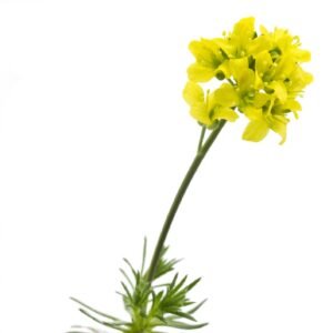 Draba aizoon Seeds