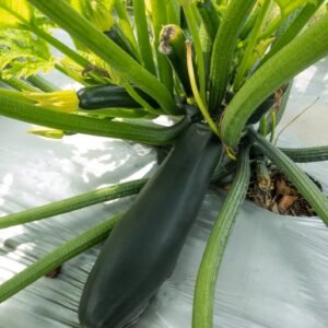 Courgette Black Beauty Seeds