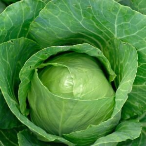 Organic Cabbage Enkhuizen Glory Seeds