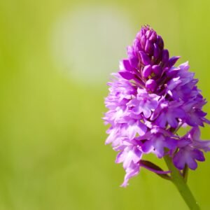 Wild Flower - Anacamptis pyramidalis - Pyramidal Orchid - 1g Seed Mix