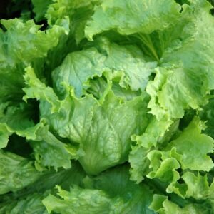 Lettuce Webbs Wonderful Seeds