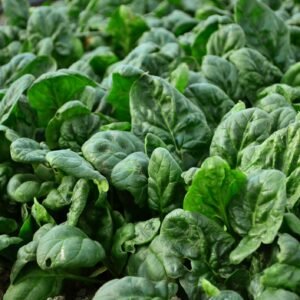 Organic Spinach Giant Winter Seeds