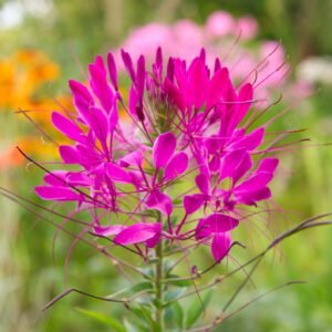 Cleome Cherry Queen Seeds