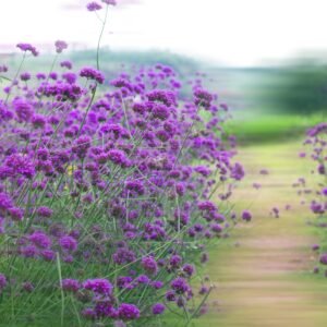 Kings Seeds Verbena bonariensis 250 Seed
