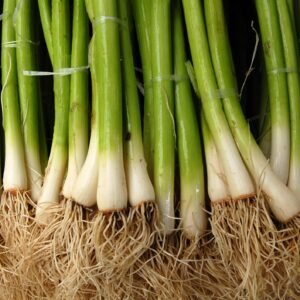 Onion Ishikura Bunching Seeds (Reduced due to short l)i