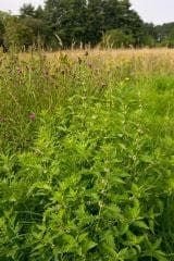 Wild Flower Gypsywort Lycopus europaeus Seeds