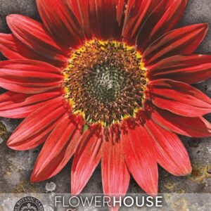 Thompson & Morgan Kew Flower Sunflower Claret F1 Hybrid - 25 Seeds