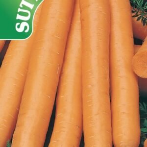 Sutton Seeds - Carrot Seeds - F1 Maestro