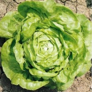 Organic Lettuce Wintercrop Seeds