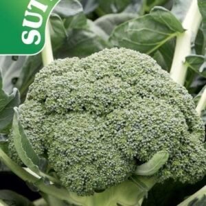 Sutton Seeds - Broccoli Seeds -  F1 Monclano