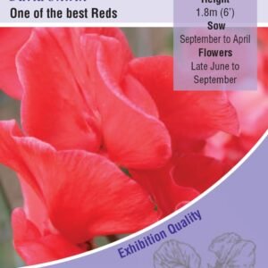 Kings Seeds Sweet Pea Mollie Rilestone 20 Seeds