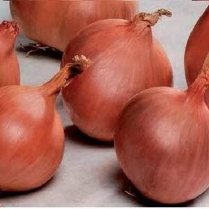 Shallot Ambition Seeds