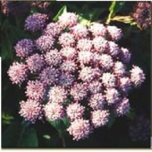Melanoselinum decipiens - Giant Black Parsley - 15 Seed