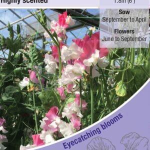 Kings Seeds Sweet Pea Promise 20 Seeds